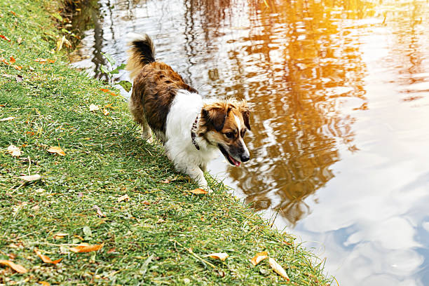 Off leash dog stands near pond, nose low to water, ripples mirror bronze sky while grass and leaves mark the season around the shoreline