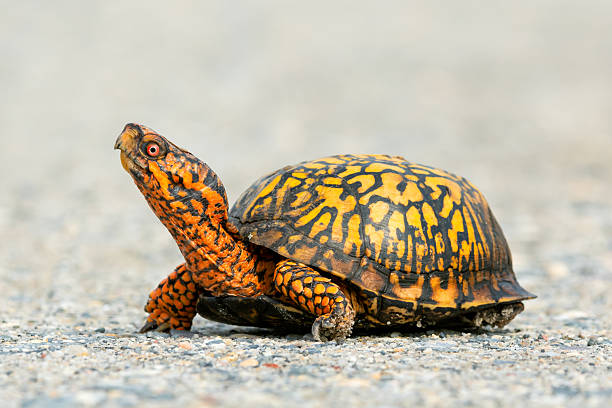 istock yellow orange box turtle pose on fine gravel 2238183211