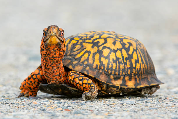 The eastern box turtle