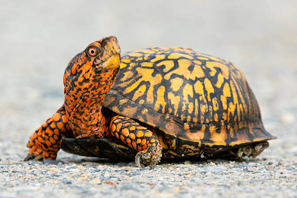 istock yellow orange box turtle pose on fine gravel 02 2238183215
