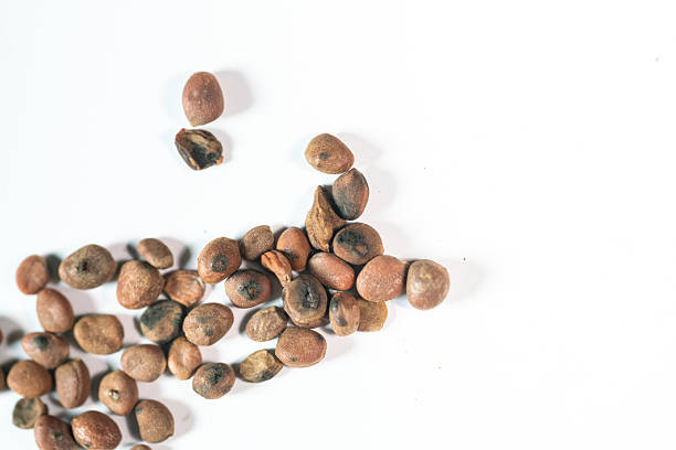 Nestled against a pristine white background, these studio shots capture the essence of traditional Chinese herbal decoction pieces. Each photograph highlights the unique texture, rich color, and natural form of ingredients. The clean, clinical aesthetic emphasizes purity and potency, making these images ideal for modern wellness brands, educational materials, and product packaging.