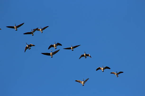 istock Flock of Migrating Geese Bird Flying in the Blue Sky 2238187237