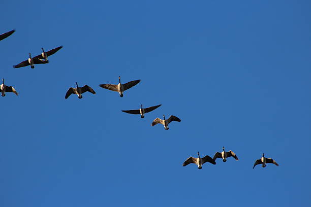 istock Flock of Migrating Geese Bird Flying in the Blue Sky 2238187246