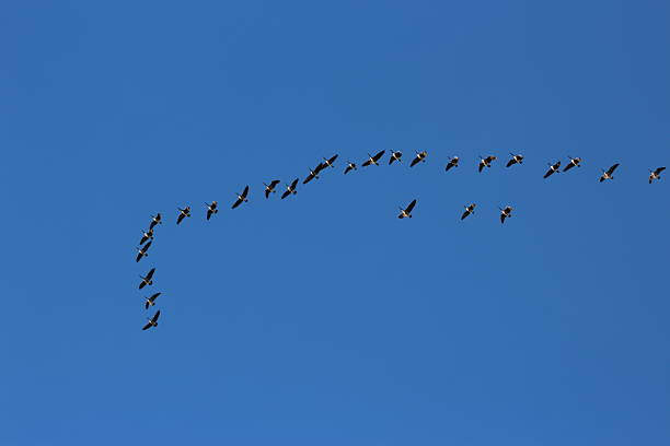 Flock of Canadian Goose Migrating Geese Bird Flying in the Blue Sky in Colorado. Canada goose, Branta canadensis, is a large species of goose with a black head and neck, white cheeks, white under its chin, and a brown body. It is native to the arctic and temperate regions of North America.