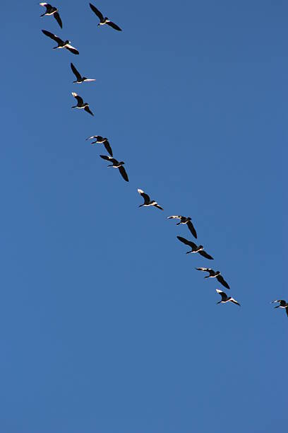 istock Flock of Migrating Geese Bird Flying in the Blue Sky 2238187574