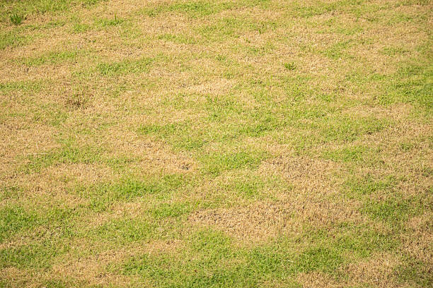istock Green grass and damage dry grass texture background 2238187581