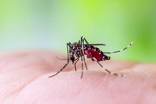 istock Aedes aegypti mosquitoes on human hand 2238187809