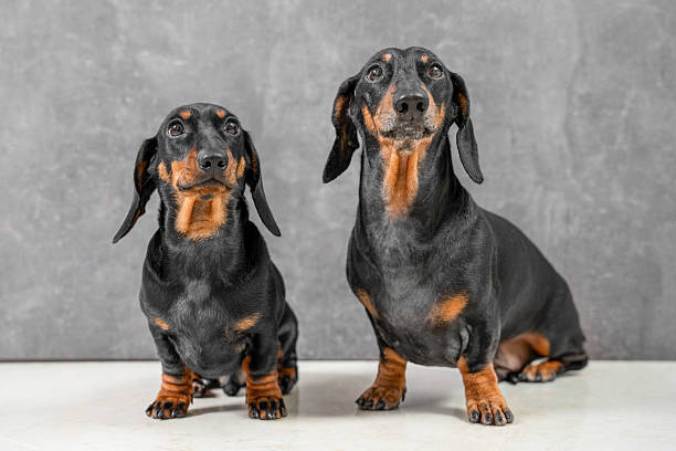 istock Two adorable dachshunds sitting together on a grey background 2238187816