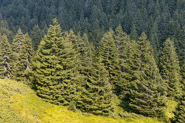 green fir tree forest on mountain slope