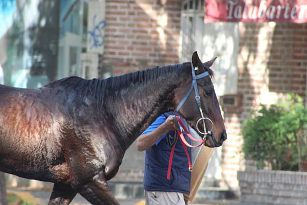 A draft horse or draught horse, also known as dray horse, carthorse, work horse or heavy horse, is a large horse bred to be a working animal hauling freight and doing heavy agricultural tasks such as plowing.