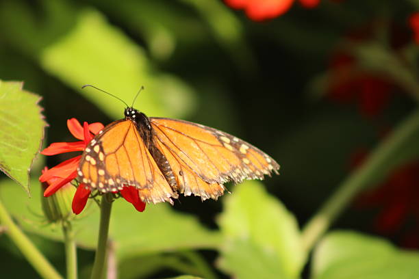 Estas fotos son tomadas en forma natural y casual, en el paseo matutino. Hay variedad de elementos, texturas, insectos, colores y animales. Todos forman parte de un todo que vive en San Isidro