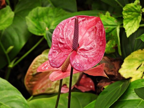 Flamingo flowers - close-up
