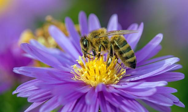 istock bee or honeybee in Latin Apis Mellifera blue flower 2238199746