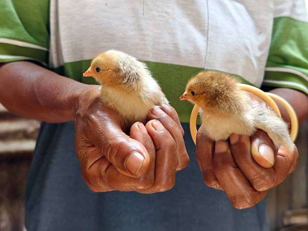 istock Newly hatched chicks. Cute and adorable chicks. 2238201473