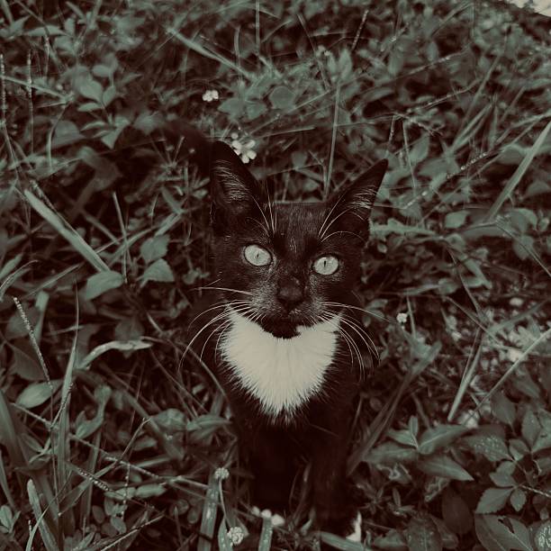 A tuxedo cat showing an invitation to be patted