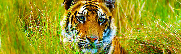 Portrait of a Royal Bengal Tiger.