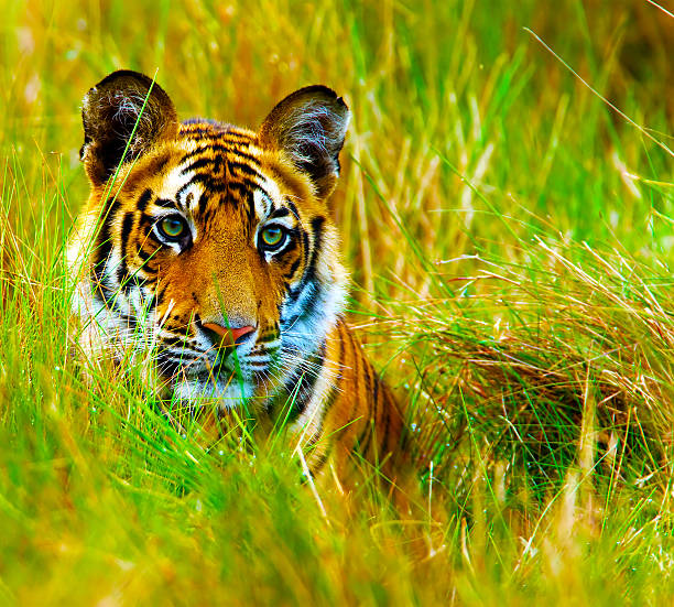 Portrait of a Royal Bengal Tiger.