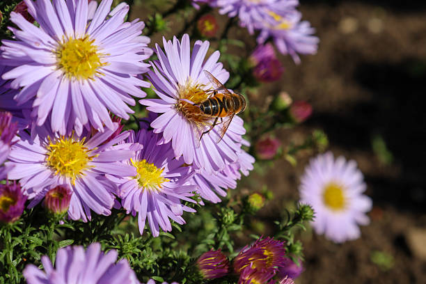 A close-up shot features a large bee or hoverfly collecting nectar from a vibrant lilac aster with a yellow center, set against other flowers and dark soil.
