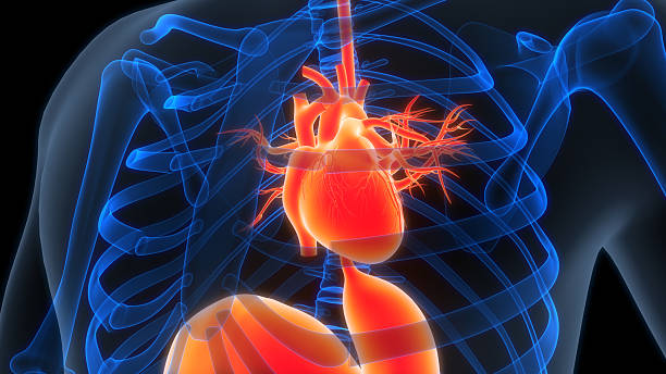 istock Human Circulatory System Heart Anatomy 2238208476