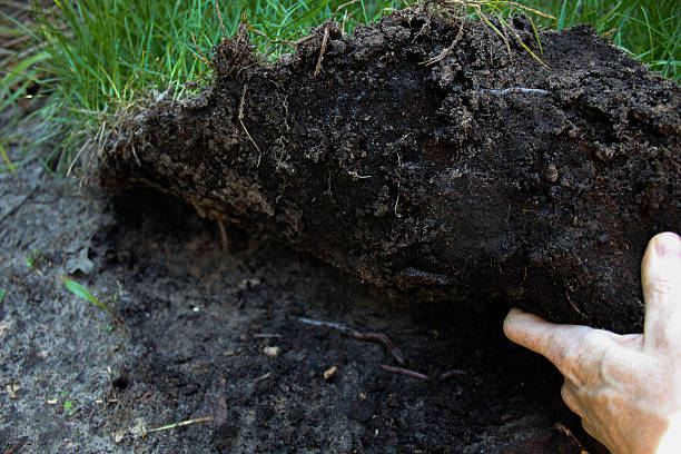 istock Sod over unprepared soil, easily lifted up with some earthworms in view. 2238209119