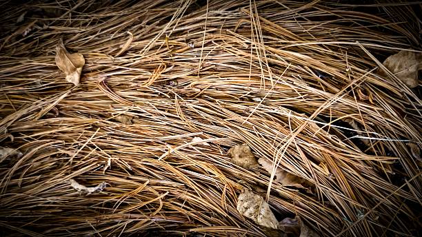 texture of fallen Christmas needles