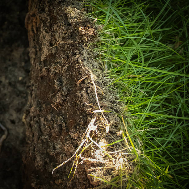 Sod that was placed on on untilled soil. A patch of sod or turf shown lifted up on untilled soil. The compact soil has made it difficult for any anchoring to occur.