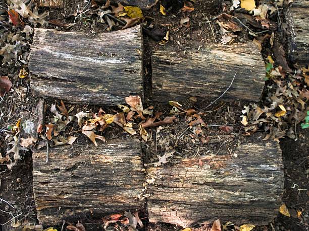 Abstract textured background made of cut wood slices.