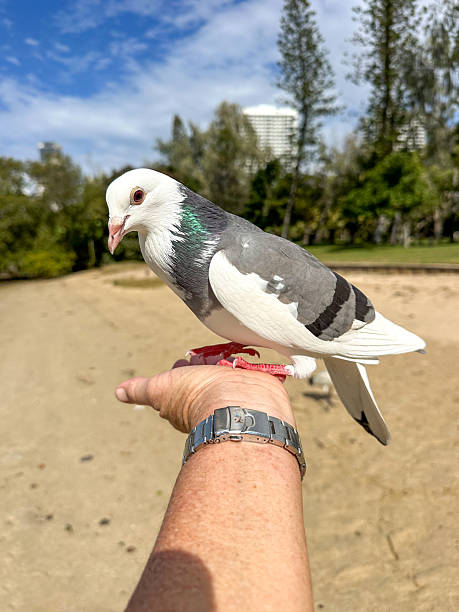 istock White silver & black pigeon standing on female hand looking sideways at the camera.  Beach underneath.  Green trees and cloudy sky in the distance.  Gold Coast Queensland Australia 2238211277