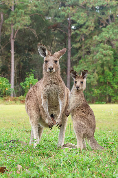istock Kangaroo with her joey standing next to her on the green grass.  Both looking at the camera.  Green trees in the distance.  Gold Coast Queensland Australia 2238211521