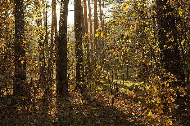 No people shot of landscape in forest or nature park, Scenic view of empty autumn wood, yellow leaves on trees in rays of setting sun
