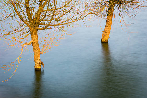 Leafless winter trees reflected in the calm blue waters of Nian Lake in Yunnan Province, China.