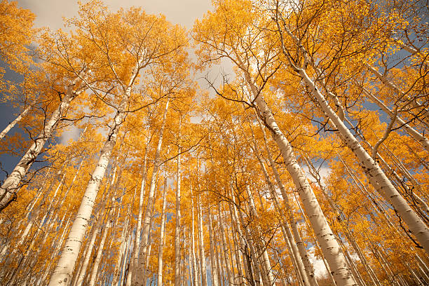 A vibrant display of golden and orange aspen trees paints the rolling slopes of a Colorado mountainside during peak fall foliage. Layers of color transition from deep greens at the bottom to bright yellows and rich oranges across the hills, under a clear, deep blue sky. A few pine trees stand among the aspens, creating contrast in texture and color. This panoramic landscape captures the stunning natural beauty and elevation gradient of a classic Rocky Mountain forest in autumn.