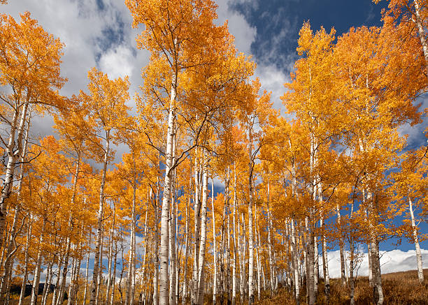 istock Colorado Fall Foliage Aspen Trees 2238215026