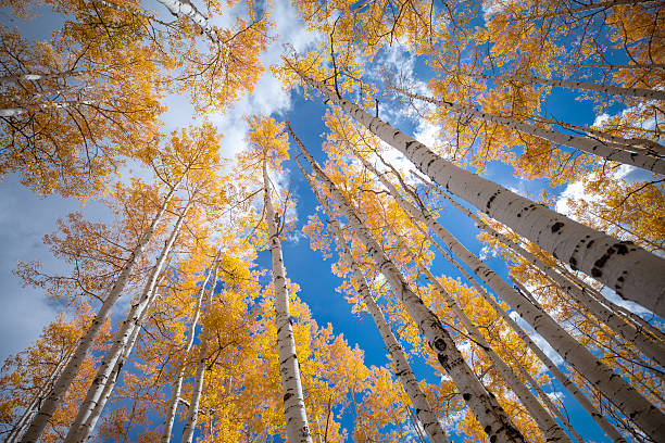 istock Colorado Fall Foliage Aspen Trees 2238215027