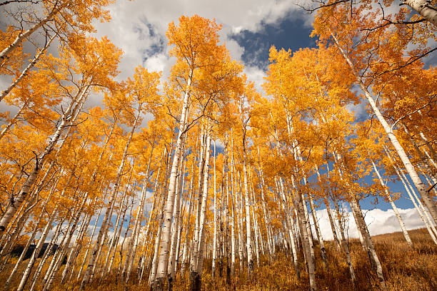 istock Colorado Fall Foliage Aspen Trees 2238215033