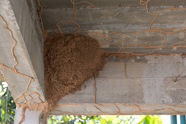 Structure termite nest insects colonies wood soil architecture damage infestation decay structure habitat nature colony detail wood home concrete infestation damage