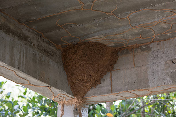 istock Structure termite nest insects colonies wood soil architecture damage infestation decay structure habitat nature colony detail wood home concrete infestation damage 2238215151