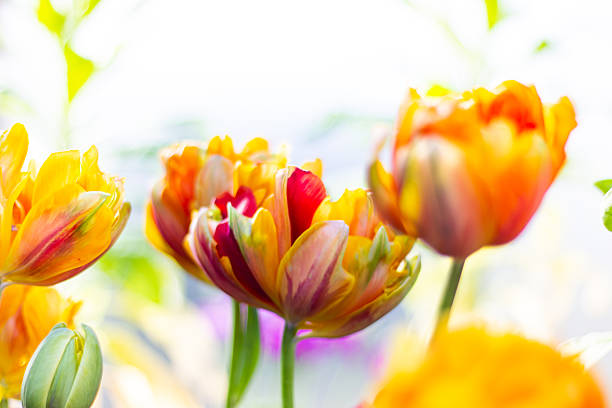 Beautiful orange tulips flowers close up