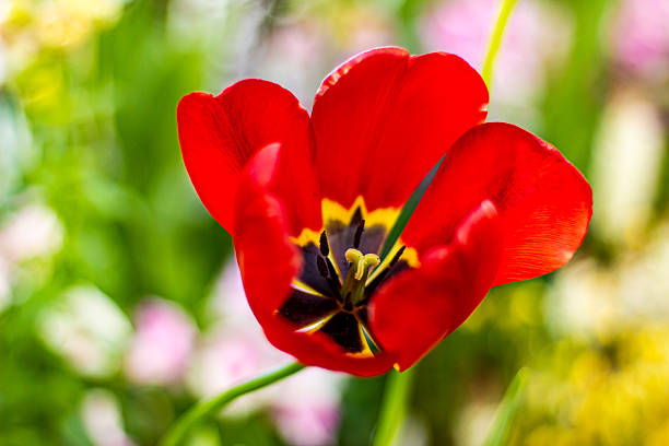 Beautiful red tulips flowers close up
