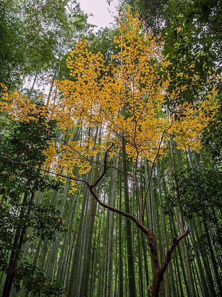 istock green bamboo grove in Arashiyama 2238217001
