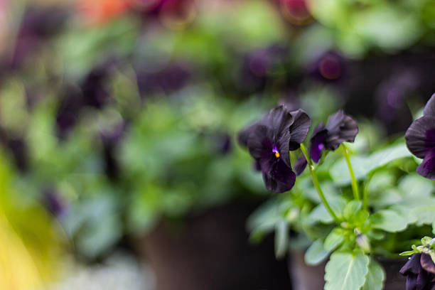 Beautiful black pansies Viola flowers close up