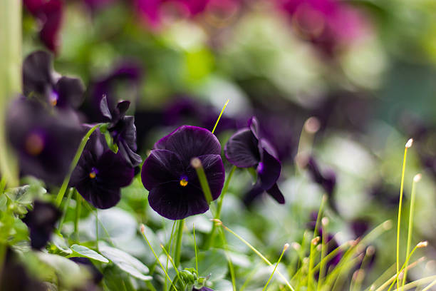 Beautiful black pansies Viola flowers close up