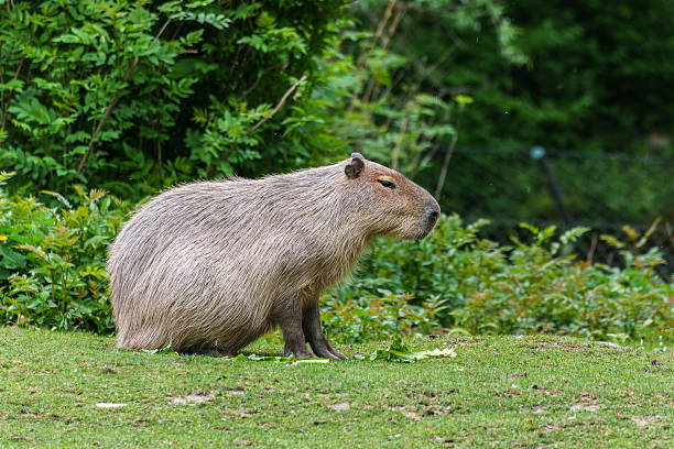 istock Capybara, Hydrochoerus hydrochaeris grazing on fresh green grass 2238217616