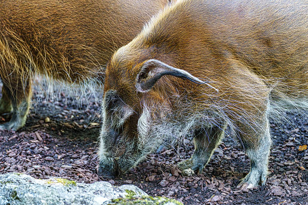 Red river hog, Potamochoerus porcus, also known as the bush pig. This pig has an acute sense of smell to locate food underground.
