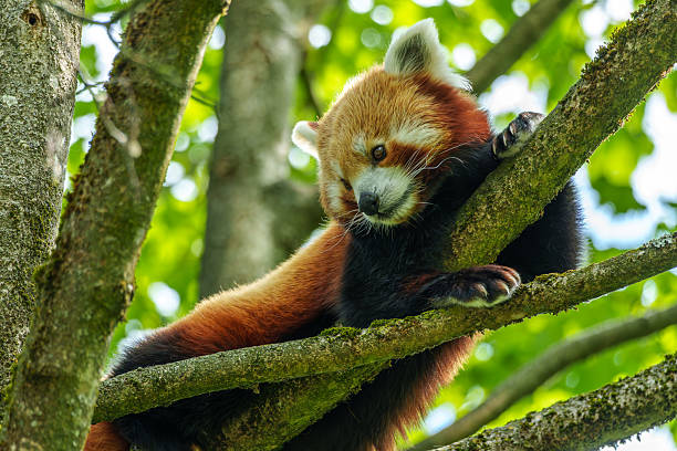 istock The red panda, Ailurus fulgens, also called the lesser panda. 2238217709