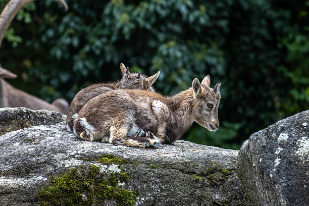 Young baby mountain ibex on a rock - capra ibex in a german park