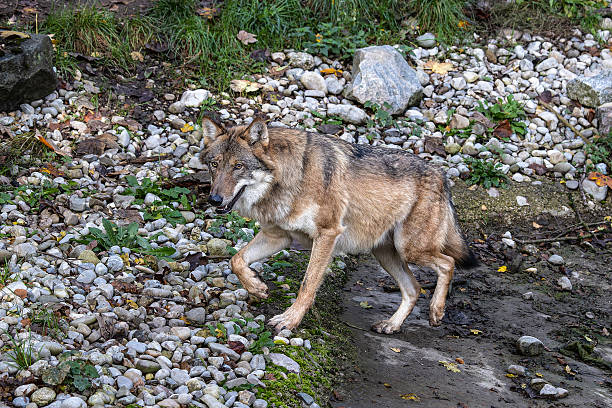 Dangerous wolf eats behind a fence in the wild nature in Bielaviezskaja Pusca National Park Bialowieza Forest Kamyanyets District Brest Region Belarus.