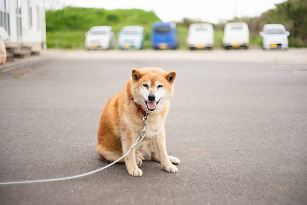 Portrait of a Shiba Inu on a leash.\nSmiling with its tongue out.\nCharming expression.