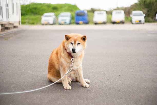 Portrait of a Shiba Inu on a leash.