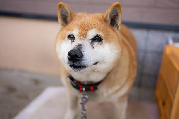 Portrait of a Shiba Inu on a leash.
